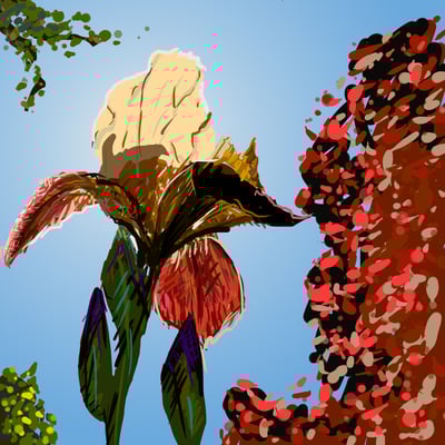 Iris #11